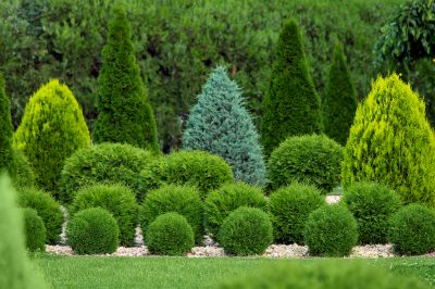 Remove Overgrowth of Shrubs with Hedge Trimming!