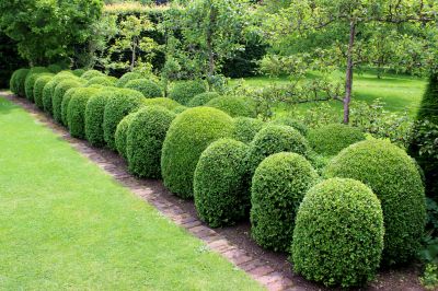 Get Professional Safe and Efficient Hedge Trimming!