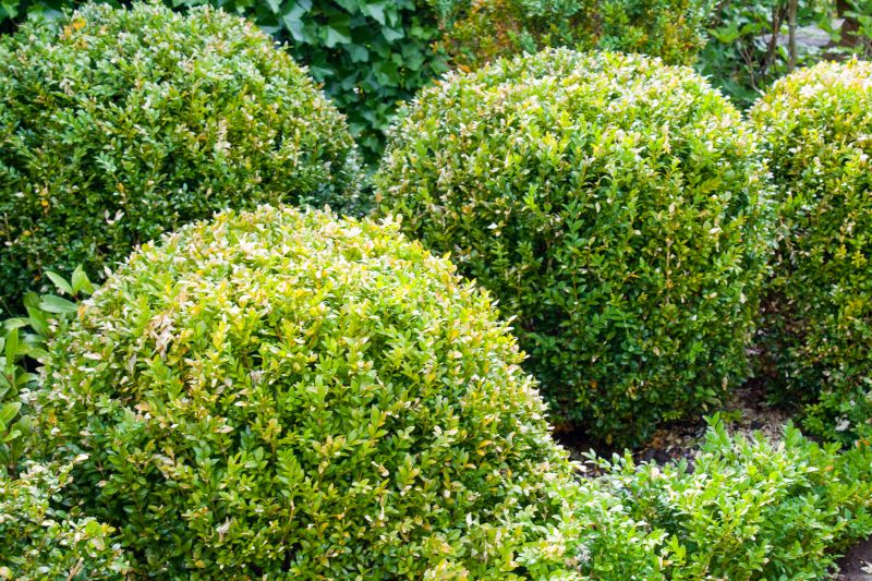 Neatly Shaped Hedges