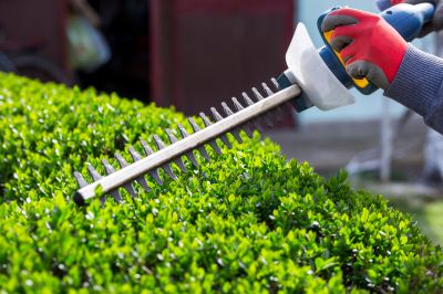 Healthy Hedge Maintenance